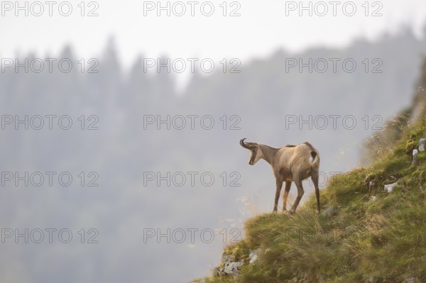 Chamois (Rupicapra rupicapra) on a mountain cliff in the Vosges Mountains, wildlife, France
