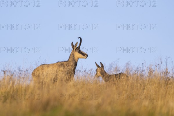 Chamois (Rupicapra rupicapra) mother with her youngster on a meadow in the Vosges Mountains, wildlife, France