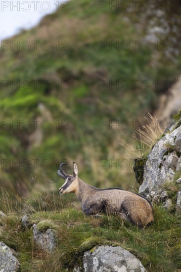Chamois (Rupicapra rupicapra) on a mountain cliff in the Vosges Mountains, wildlife, France