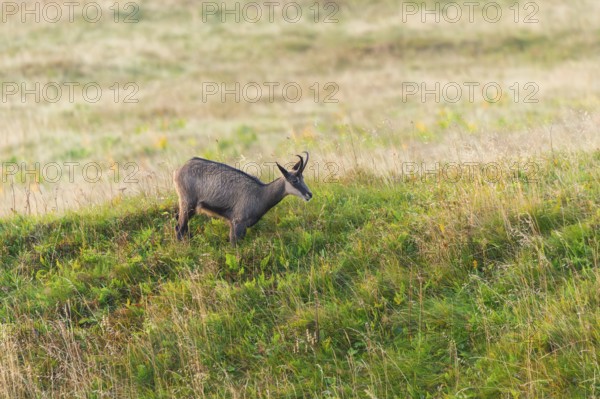 Chamois (Rupicapra rupicapra) on a meadow in the Vosges Mountains, wildlife, France
