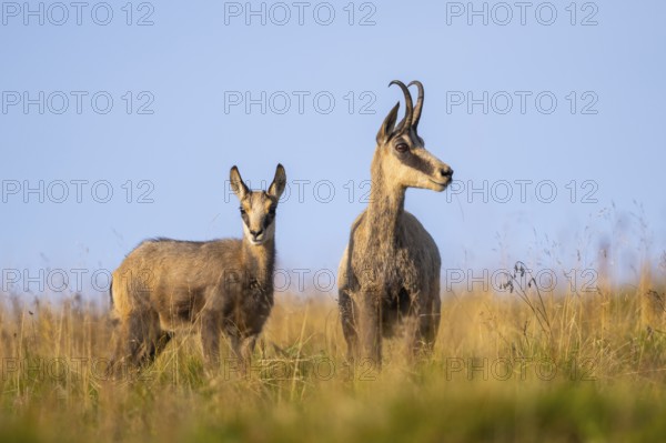 Chamois (Rupicapra rupicapra) mother with her youngster on a meadow in the Vosges Mountains, wildlife, France