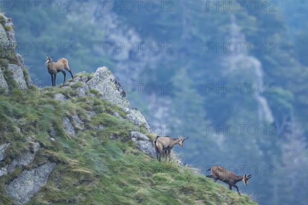 Chamois (Rupicapra rupicapra) on a mountain cliff in the Vosges Mountains, wildlife, France