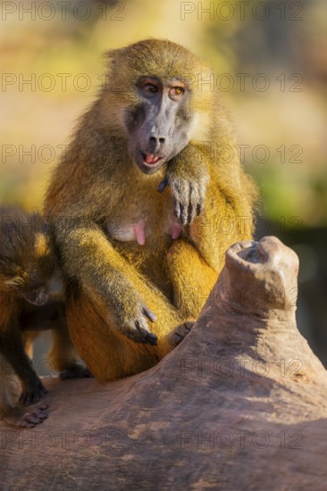 Guinea baboon (Papio papio) sitting on the ground, Bavaria, Germany Europe