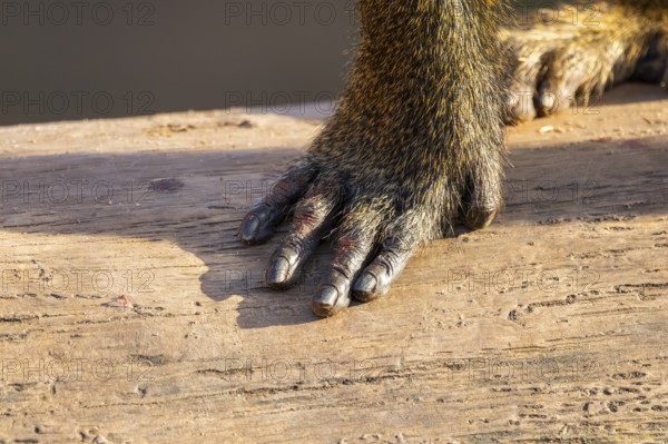 Guinea baboon (Papio papio), foot, detail, Bavaria, Germany Europe