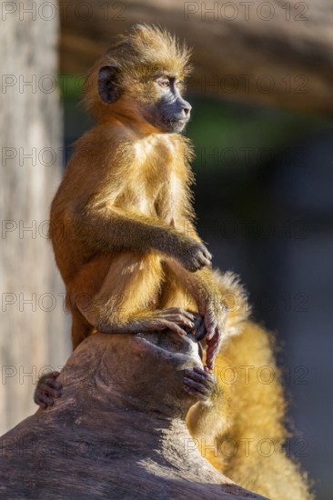 Guinea baboon (Papio papio) youngster sitting on the tree trunk, Bavaria, Germany Europe