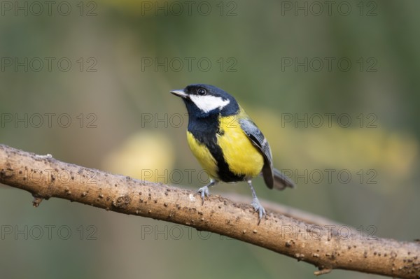 Great tit (Parus major) sitting on a branch in a forest, Bavaria, Germany