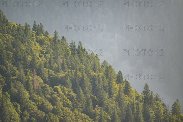 Tree silhouettes against the light in the Vosges Mountains, wildlife, France
