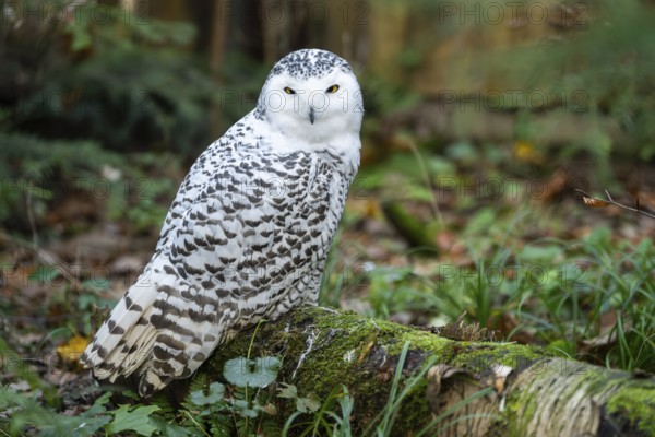 Snowy owl (Bubo scandiacus) sitting on the ground, Bavaria, Germany