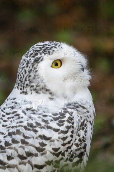 Snowy owl (Bubo scandiacus), portrait, Bavaria, Germany