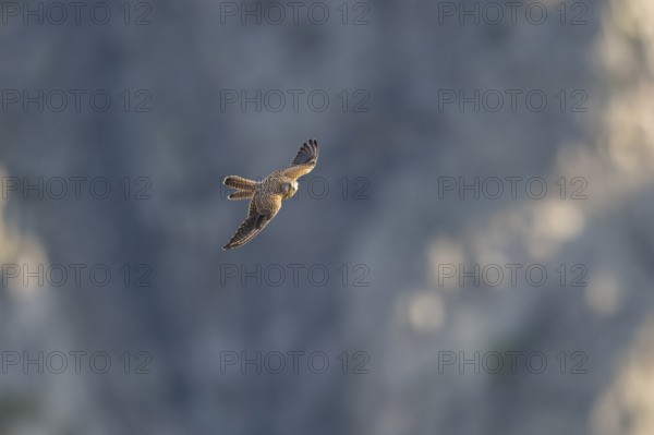 Common kestrel (Falco tinnunculus) flying in the Vosges Mountains, wildlife, France