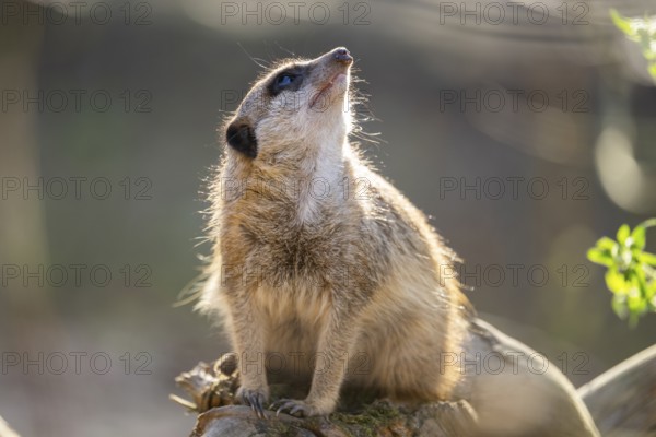 Meerkat (Suricata suricatta) sitting on a tree trunk, captive, Germany