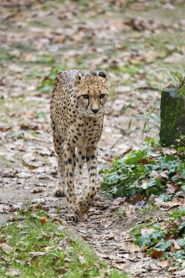 Cheetah (Acinonyx jubatus) walking on the ground in autumn, captive, Germany