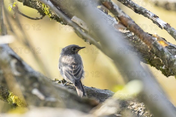 Black redstart (Phoenicurus ochruros) youngster sitting in the branches of a bush in the Vosges Mountains, wildlife, France