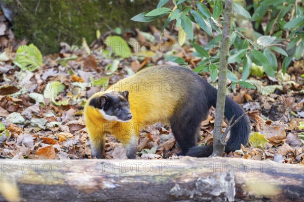 Yellow-throated marten (Martes flavigula) on an old wood, Germany