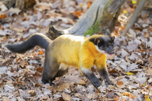 Yellow-throated marten (Martes flavigula) running on the ground, Germany