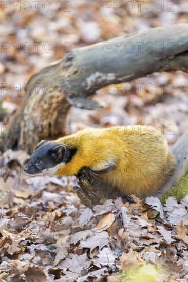 Yellow-throated marten (Martes flavigula) on the ground, Germany