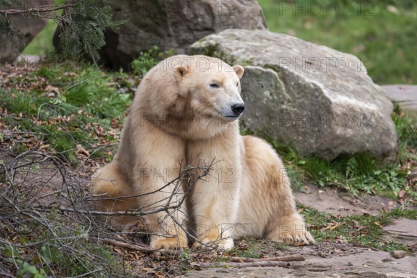 Polar bear (Ursus maritimus), close-up, captive, Germany