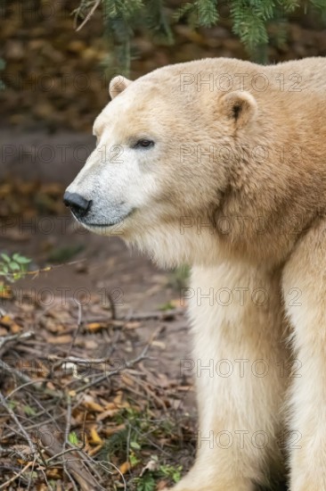 Polar bear (Ursus maritimus), close-up, captive, Germany