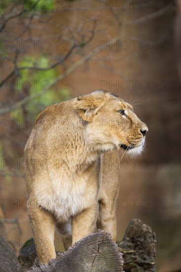 Asiatic lion (Panthera leo persica), female standing on a tree trunk, captive, habitat in India