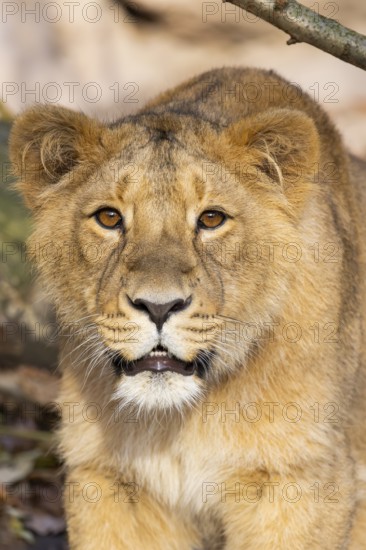 Asiatic lion (Panthera leo persica), portrait, captive, habitat in India