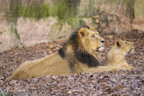 Asiatic lion (Panthera leo persica), father and young animal lying on the ground, captive, habitat in India