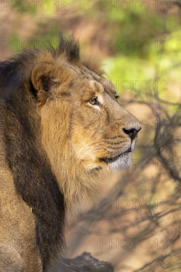 Asiatic lion (Panthera leo persica), male, portrait, captive, habitat in India