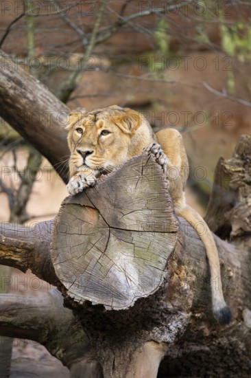 Asiatic lion (Panthera leo persica), female lying on a tree trunk, captive, habitat in India