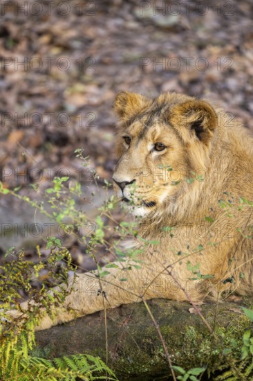 Asiatic lion (Panthera leo persica), lying on the ground, captive, habitat in India