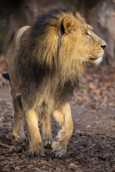 Asiatic lion (Panthera leo persica), male walking on the ground, captive, habitat in India