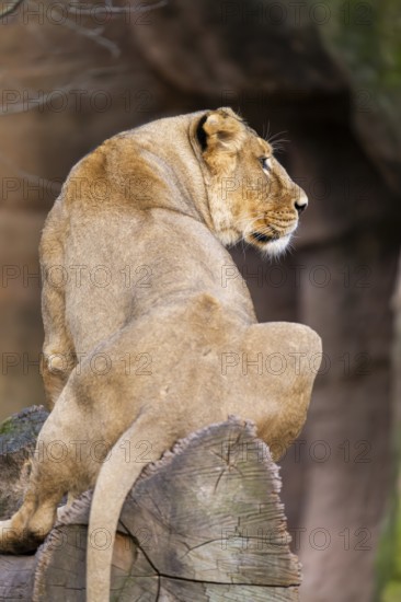 Asiatic lion (Panthera leo persica), female sitting on a tree trunk, captive, habitat in India