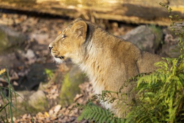 Asiatic lion (Panthera leo persica) in a forest on a sunny day, captive, habitat in India