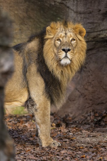 Asiatic lion (Panthera leo persica), male standing on the ground, captive, habitat in India