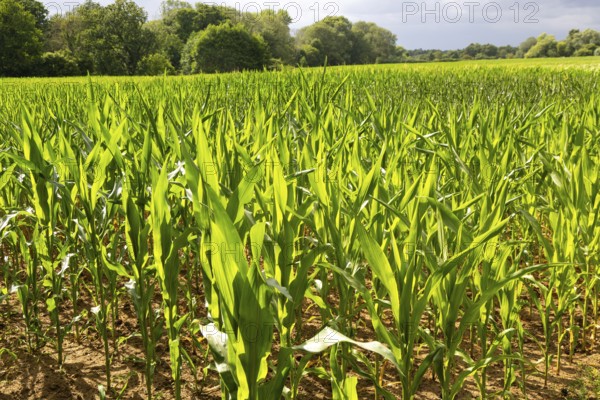 Sweet corn maize crop growing in field, Sutton, Suffolk, England, UK