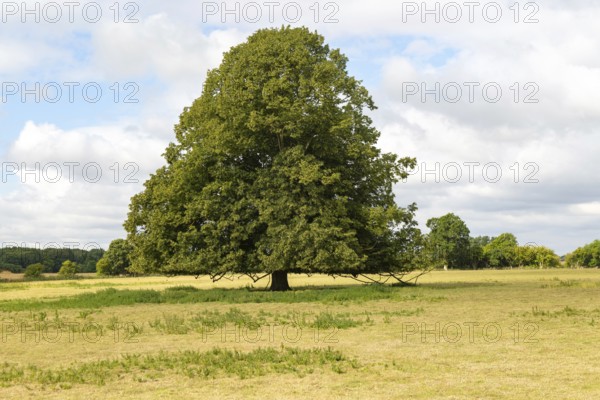 Common lime tree, Tilia × europaea, parkland planting, Sutton, Suffolk, England, UK