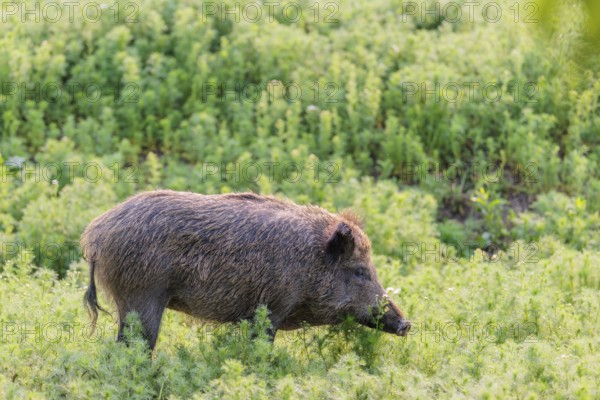 A wild boar (Sus scrofa) runs across a field of wild chamomile (Matricaria chamomilla). Bavaria, Germany