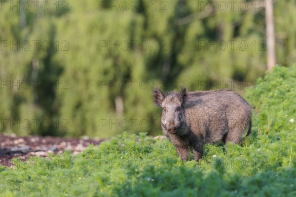 A wild boar (Sus scrofa) stands in a field of wild chamomile (Matricaria chamomilla). Bavaria, Germany