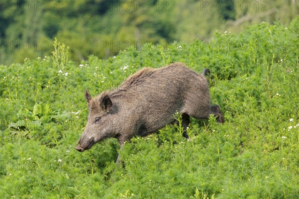 A wild boar piglet (Sus scrofa) runs across a field of wild chamomile (Matricaria chamomilla). Bavaria, Germany
