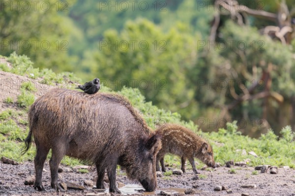 A jackdaw (Coloeus monedula) sits on the back of a wild boar (Sus scrofa). Bavaria, Germany
