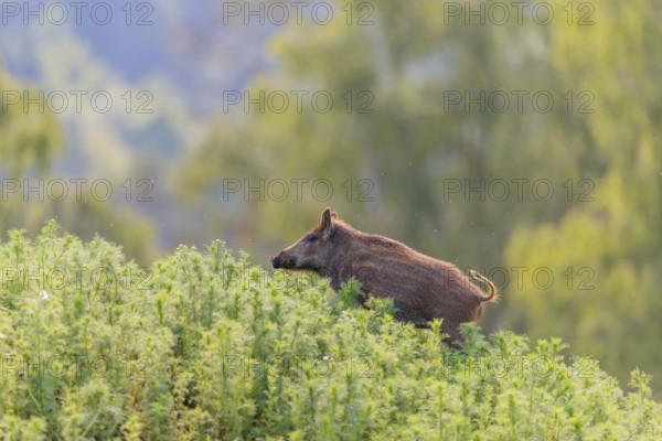 A young wild boar (Sus scrofa) stands in a field of wild chamomile (Matricaria chamomilla). Bavaria, Germany