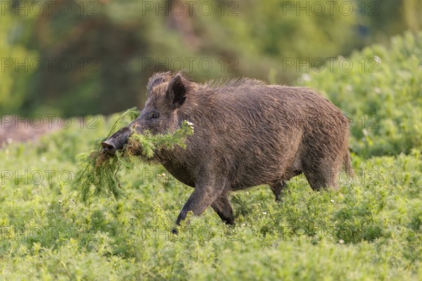 A wild boar (Sus scrofa) runs across a field of wild chamomile (Matricaria chamomilla) with a freshly plucked tuft in its mouth, shaking off the dirt. Bavaria, Germany