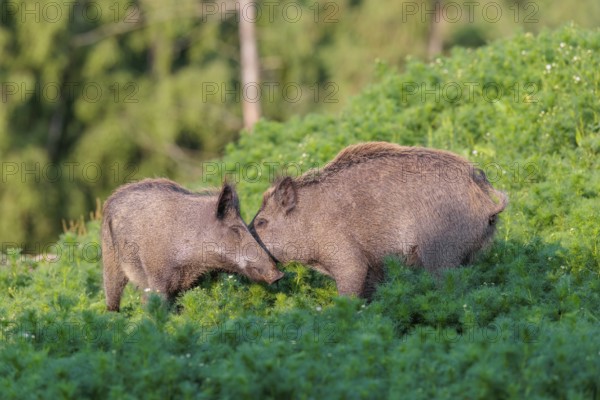 Two young wild boar (Sus scrofa) stand in a field of wild chamomile (Matricaria chamomilla), rubbing their heads on each other. Bavaria, Germany