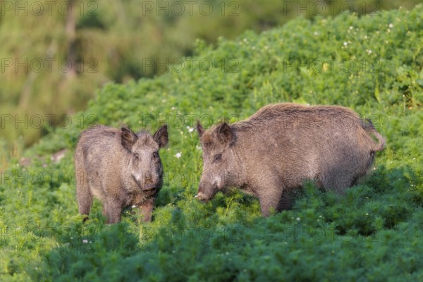 Two wild boar (Sus scrofa) stand in a field of wild chamomile (Matricaria chamomilla). Bavaria, Germany