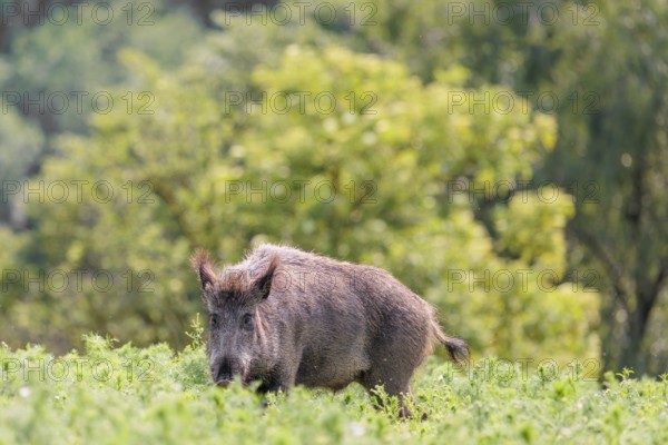 A wild boar (Sus scrofa) stands in a field of wild chamomile (Matricaria chamomilla). Bavaria, Germany
