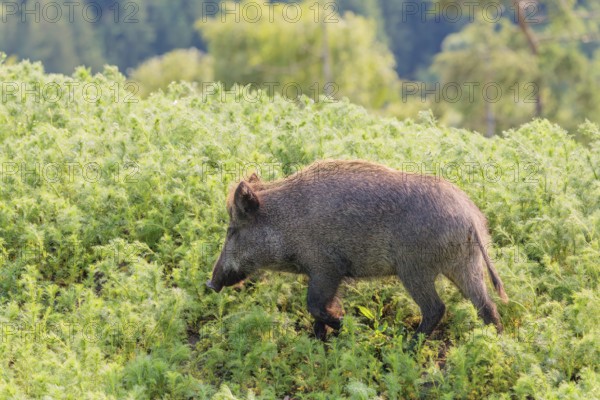 A wild boar (Sus scrofa) runs across a field of wild chamomile (Matricaria chamomilla). Bavaria, Germany