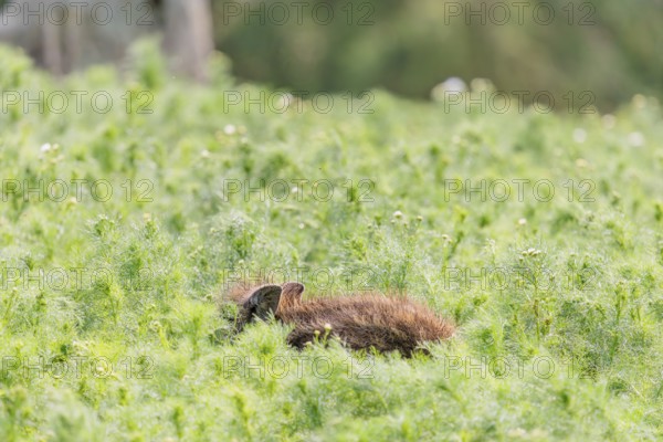 A wild boar piglet (Sus scrofa) stands in a field of wild chamomile (Matricaria chamomilla). Bavaria, Germany
