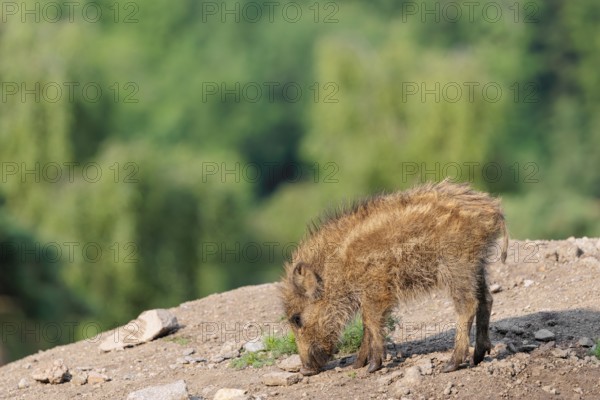 A wild boar piglet (Sus scrofa) is standing in a dry clearing looking for food