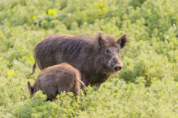 An adult wild boar and a piglet (Sus scrofa) stand in a field of wild chamomile (Matricaria chamomilla). Bavaria, Germany