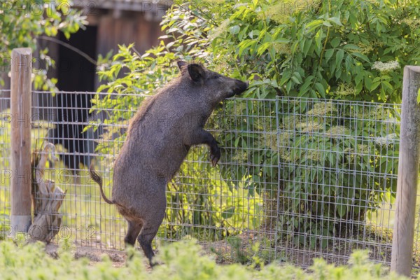 A wild boar (Sus scrofa) stands upright in a field of wild chamomile (Matricaria chamomilla) by a fence to eat the bush on the other side. Bavaria, Germany