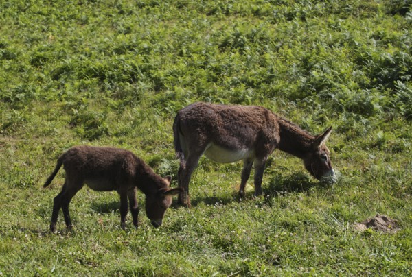 Donkey, domestic donkey (Equus asinus asinus) with foal, on pasture, Étretat, Normandy, Seine-Maritime, France