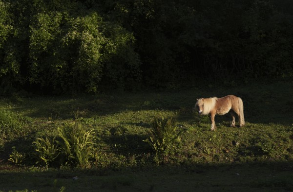 Pony on pasture in a garden, Étretat, Normandy, Seine-Maritime, France
